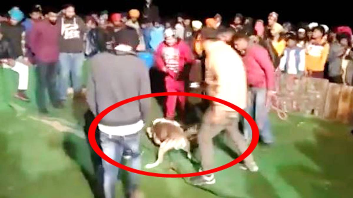 कुत्तों की लड़ाई पर सट्टा लगाते हुए लोग