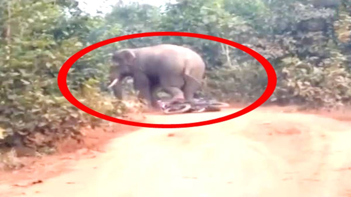 हाथी ने बाइक को तोड़ा