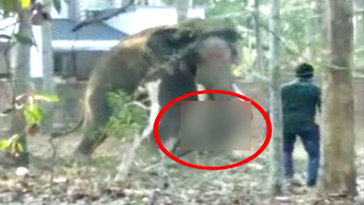 हाथी ने युवक को मार डाला