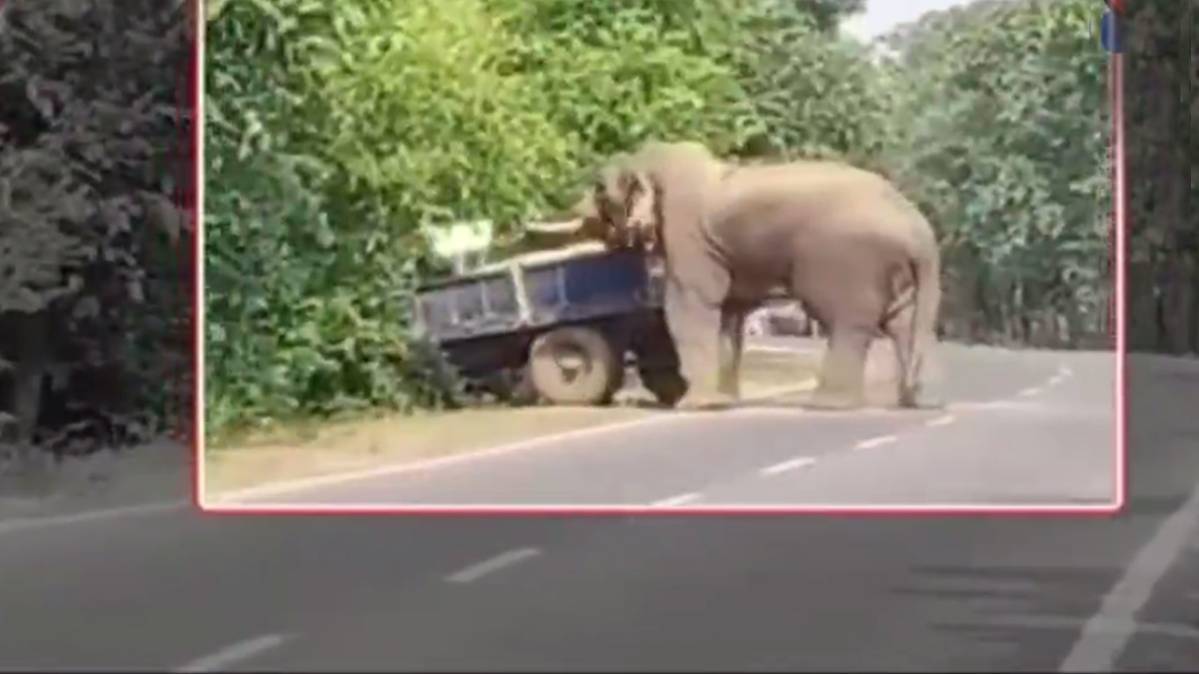 हाथी की हरकत से अफरातफरी मच गई