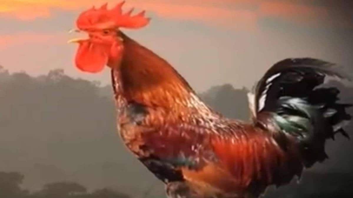 प्रतीकात्‍मक तस्‍वीर