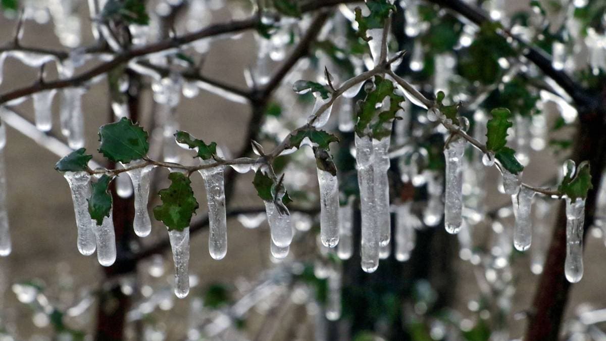 फसलों पर जमी बर्फ (फोटो-PTI)