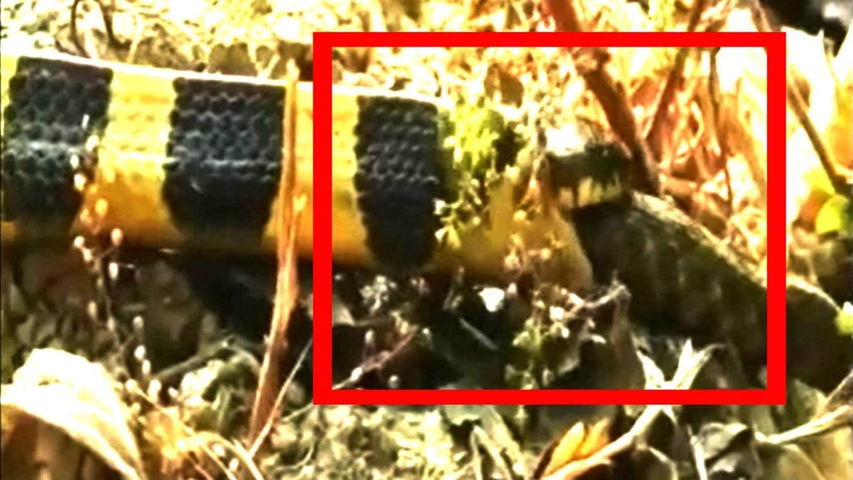 सांप ने सांप को निगला