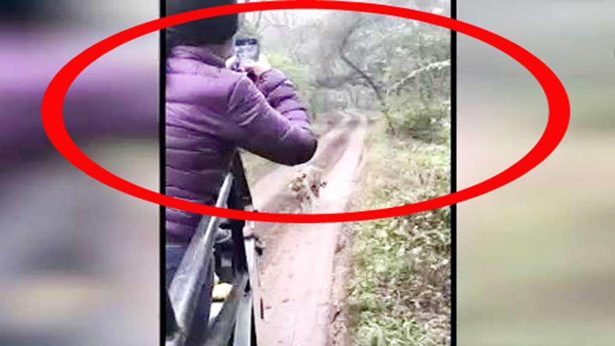 पर्यटकों के पीछे दौड़ी बाघिन