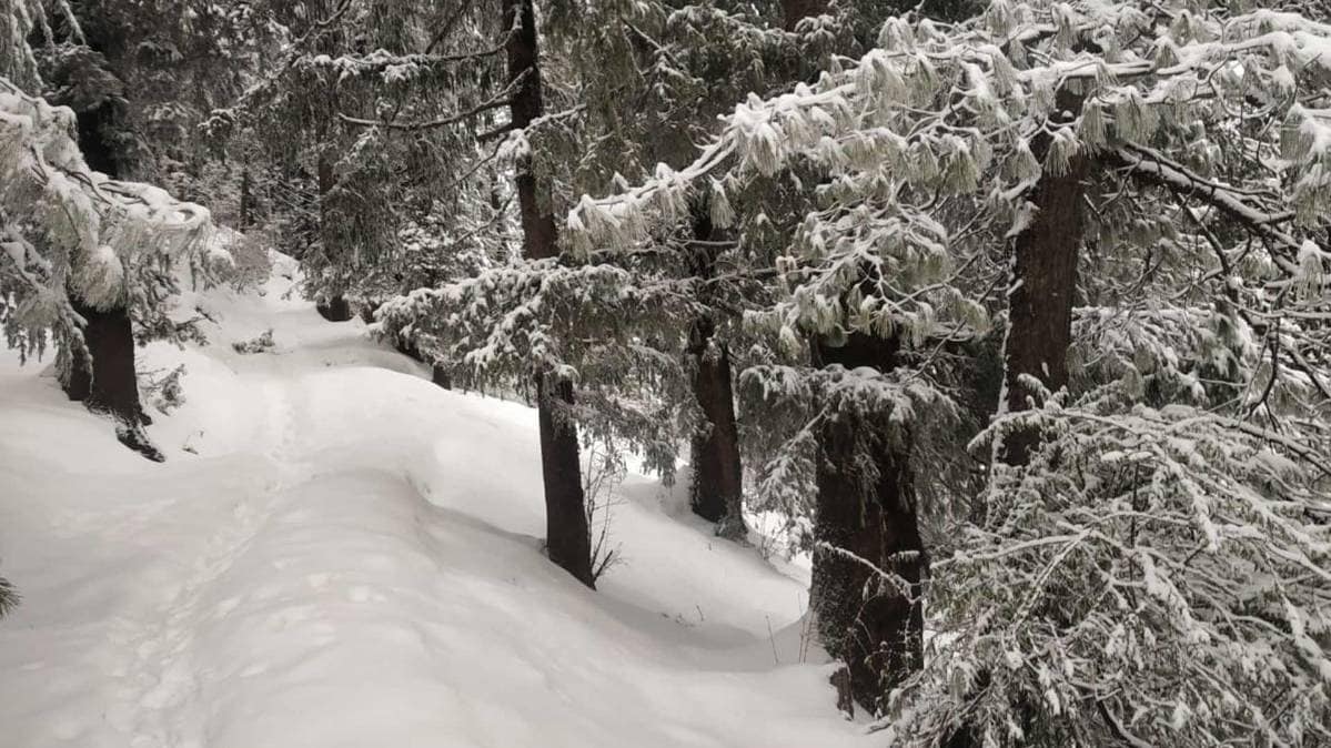 उत्तराखंड  में भारी बर्फबारी (Photo ANI)