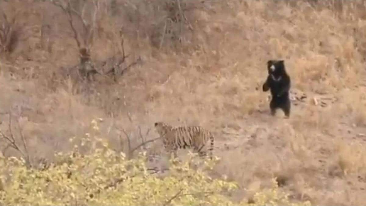 रणथंभौर नेशनल पार्क का अवोखा नजारा