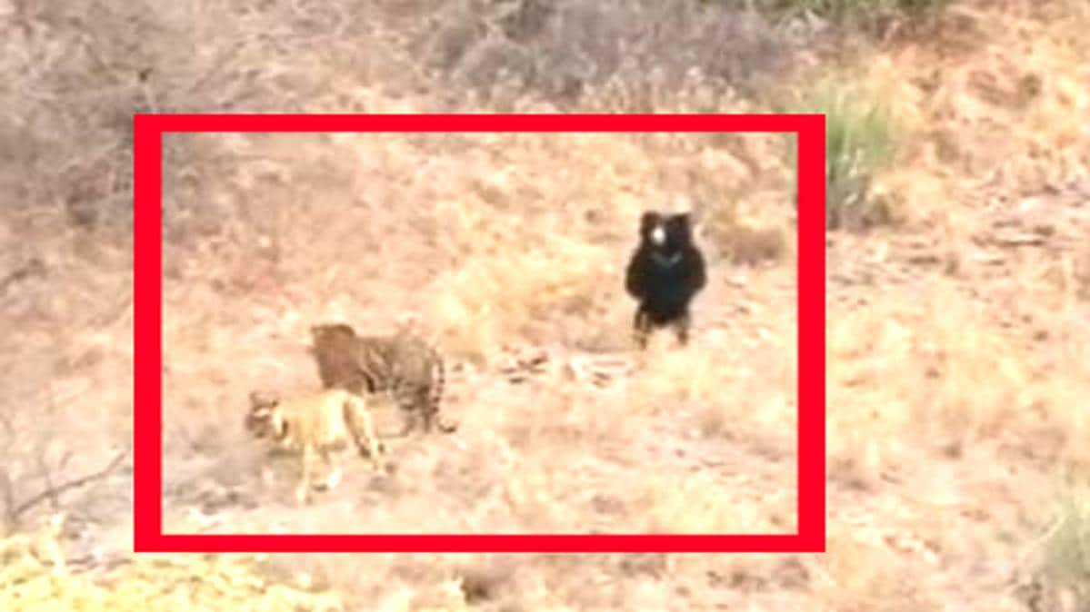 बाघों पर भारी पड़ा भालू