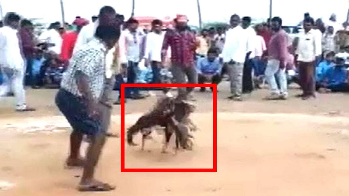 मुर्गों के बीच लड़ाई