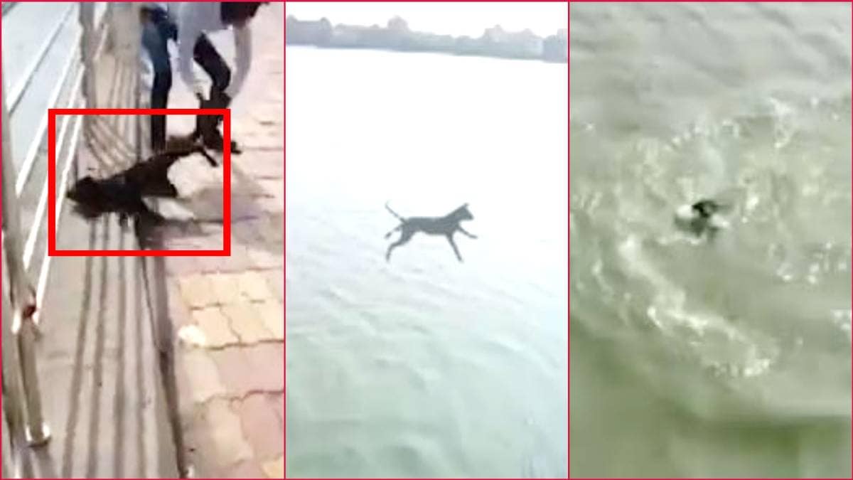कुत्ते को तालाब में फेंका