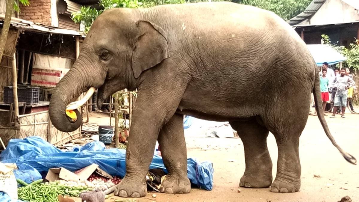 हाथी का आतंक (फाइल फोटो-IANS)