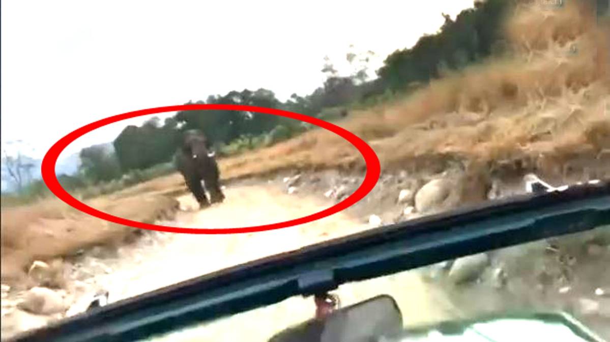 पर्यटकों के पीछे दौड़ा हाथी