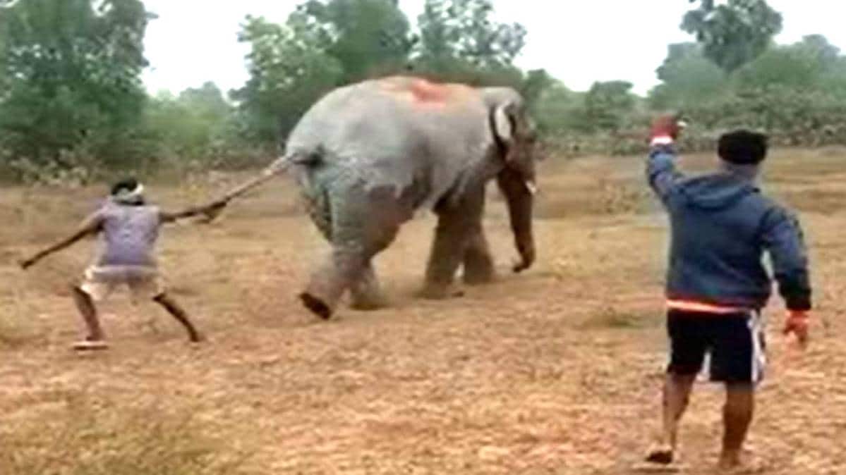 हाथी की पूंछ खींचते हुए शख्स