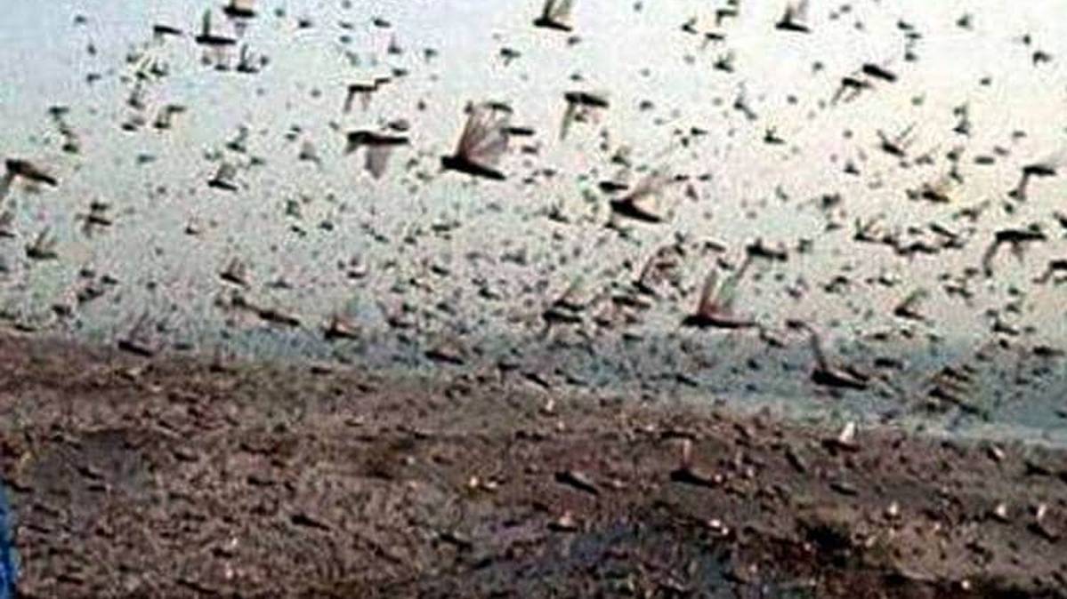 टिड्डियां