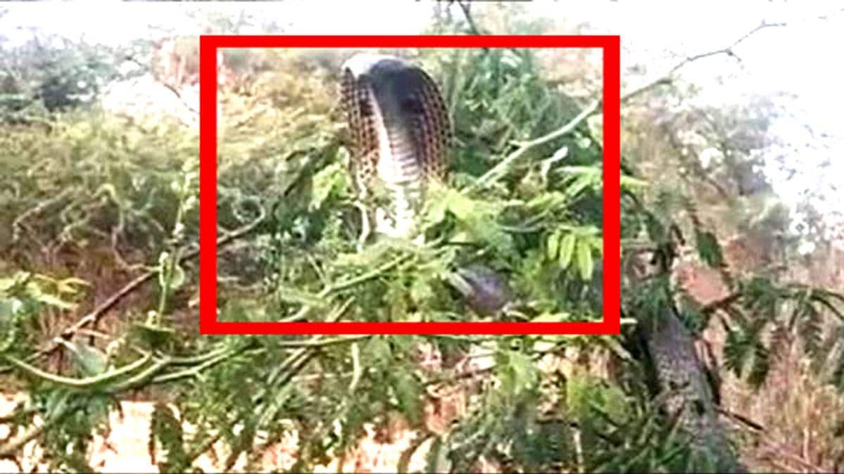 हमीरपुर में निकला किंग कोबरा सांप