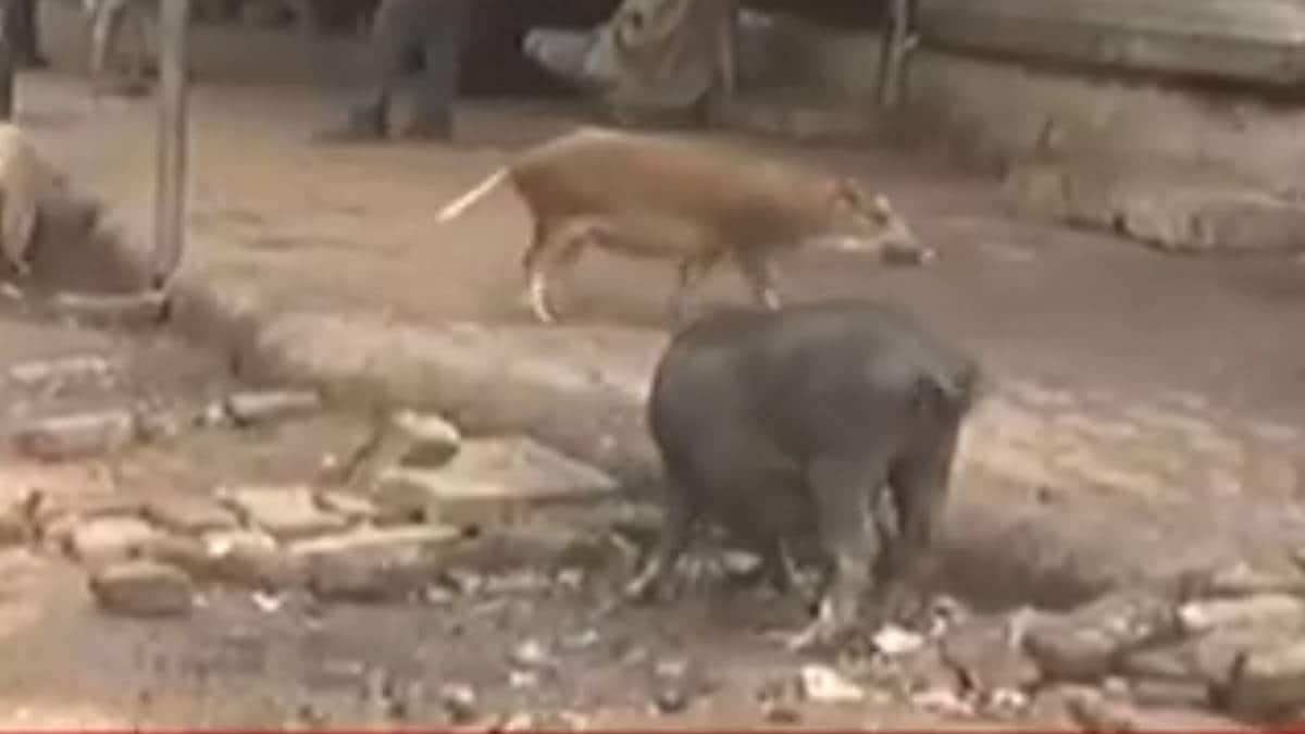 कोटा अस्पताल के बाहर घूम रहे सुअर (Video Grab)