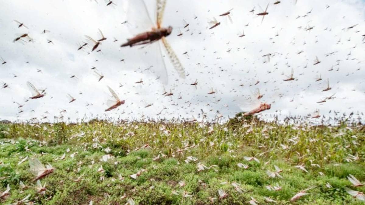 The Punjab Agriculture Department (PAD) said necessary arrangements were in place to tackle a possible locust attack. (Rep photo: AP)