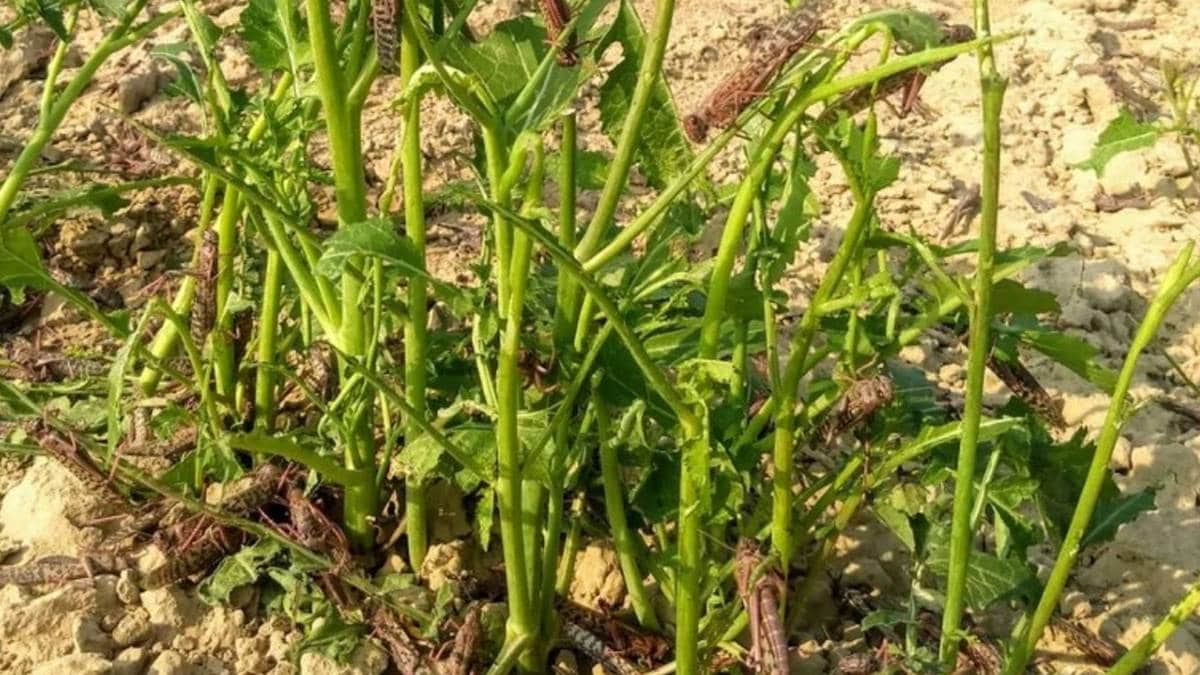 (Photo: Nikhil Sharma)