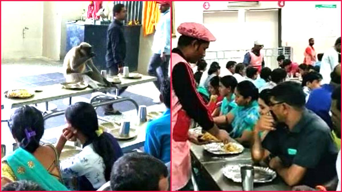 साईंबाबा मंदिर में प्रसाद खाते हुए बंदर