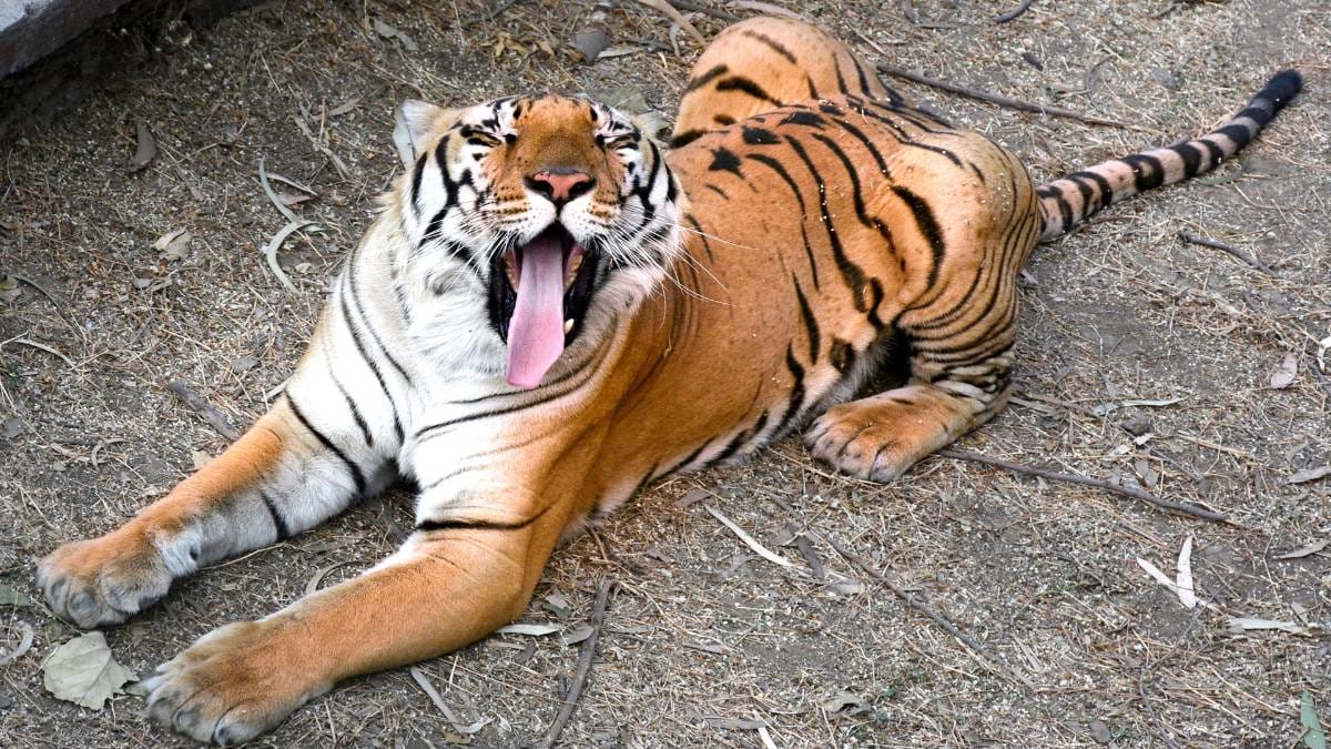 युवकों पर लपका बाघ