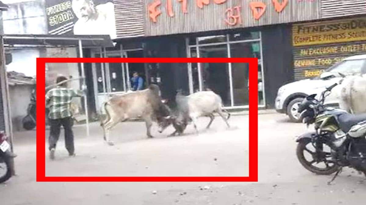 सांडों के बीच लड़ाई