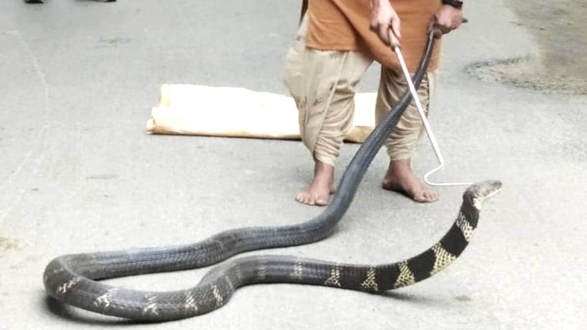 कोबरा सांप को पकड़ते हुए शख्स (फाइल फोटो-ANI)