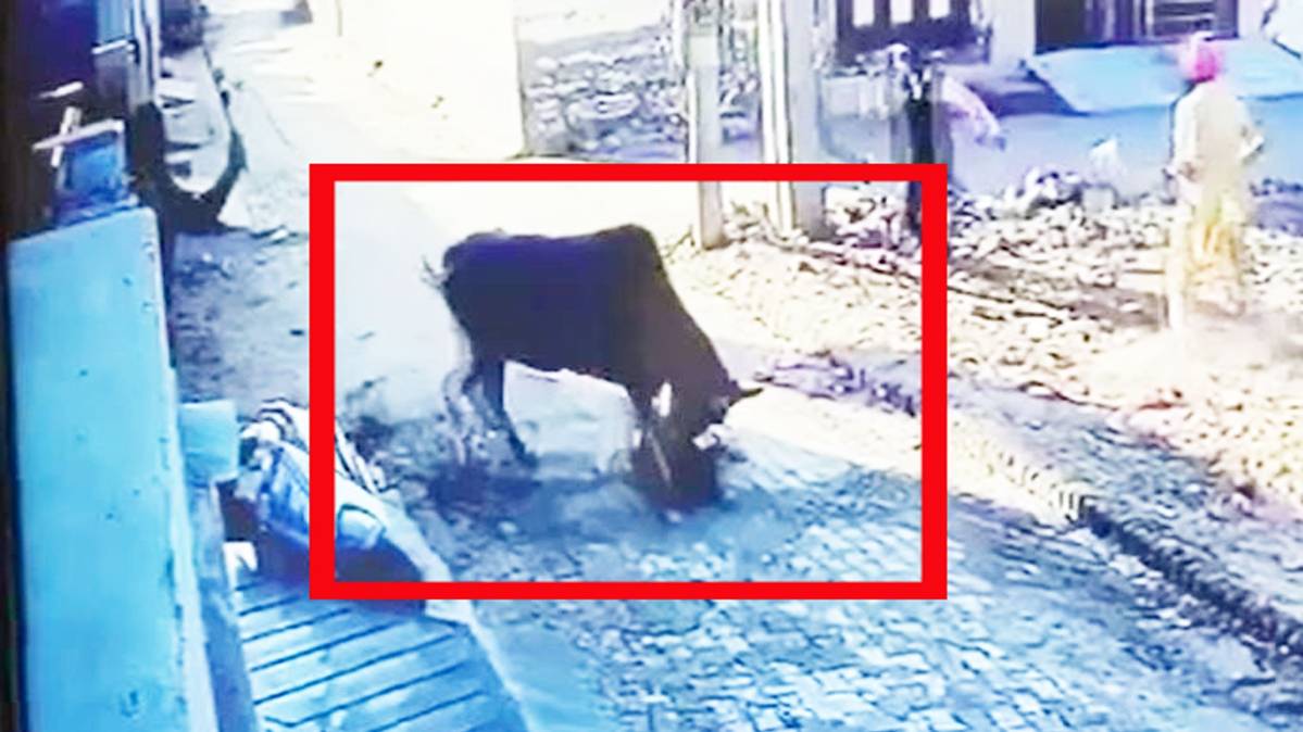 गाय ने बच्चे को रौंदा