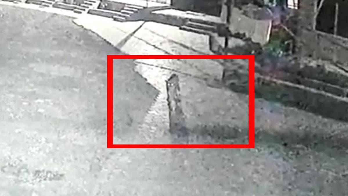 होटल परिसर में घूमता हुआ तेंदुआ