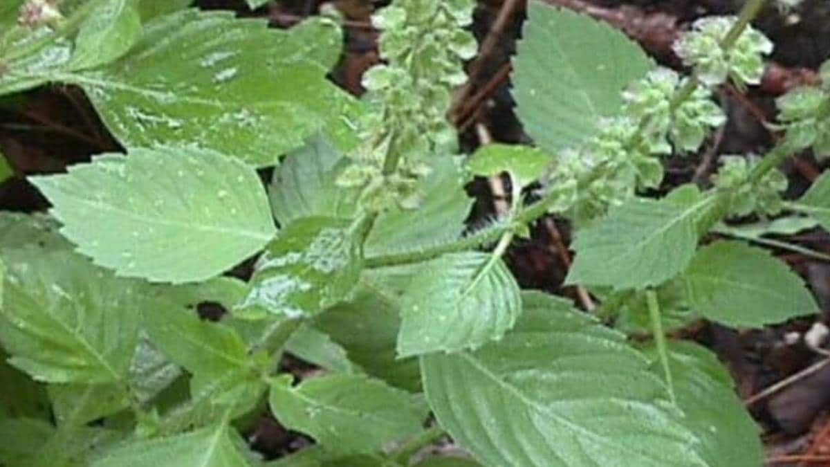 पौधा शांत करेंगे पाप ग्रहों को