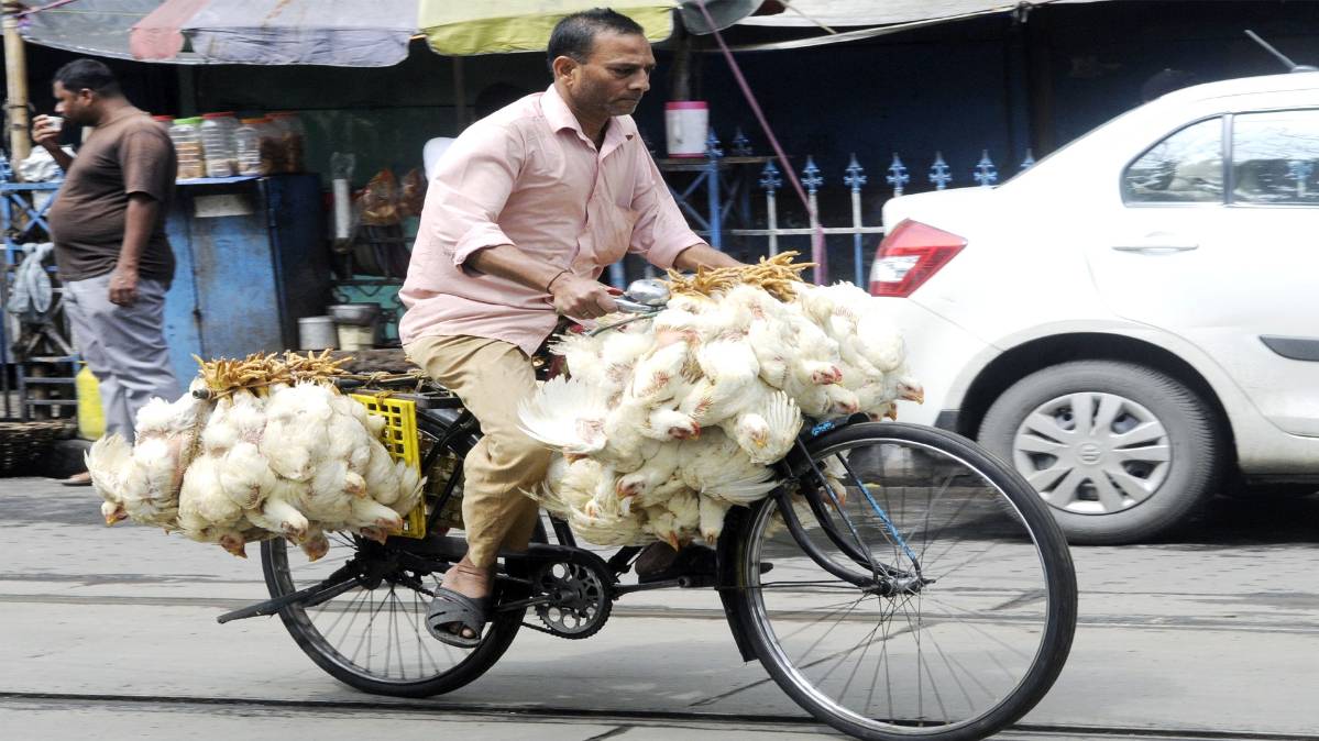 मुर्गे ले जाता हुआ साइकिल सवार (फाइल फोटो-ANI)
