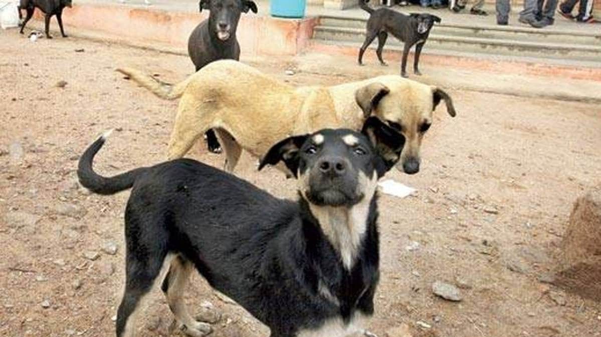 प्रतीकात्मक फोटो