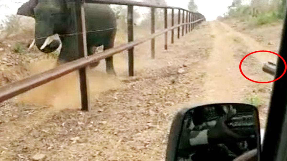 हाथी पर चलाई गोली (वीडियो ग्रैब)