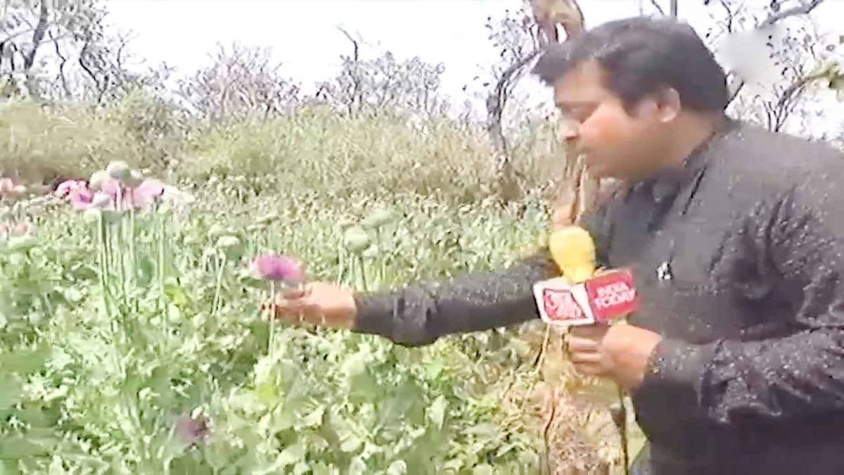 नक्सली संगठनों और ग्रामीणों के सहयोग से झारखंड में पनप रही फसल