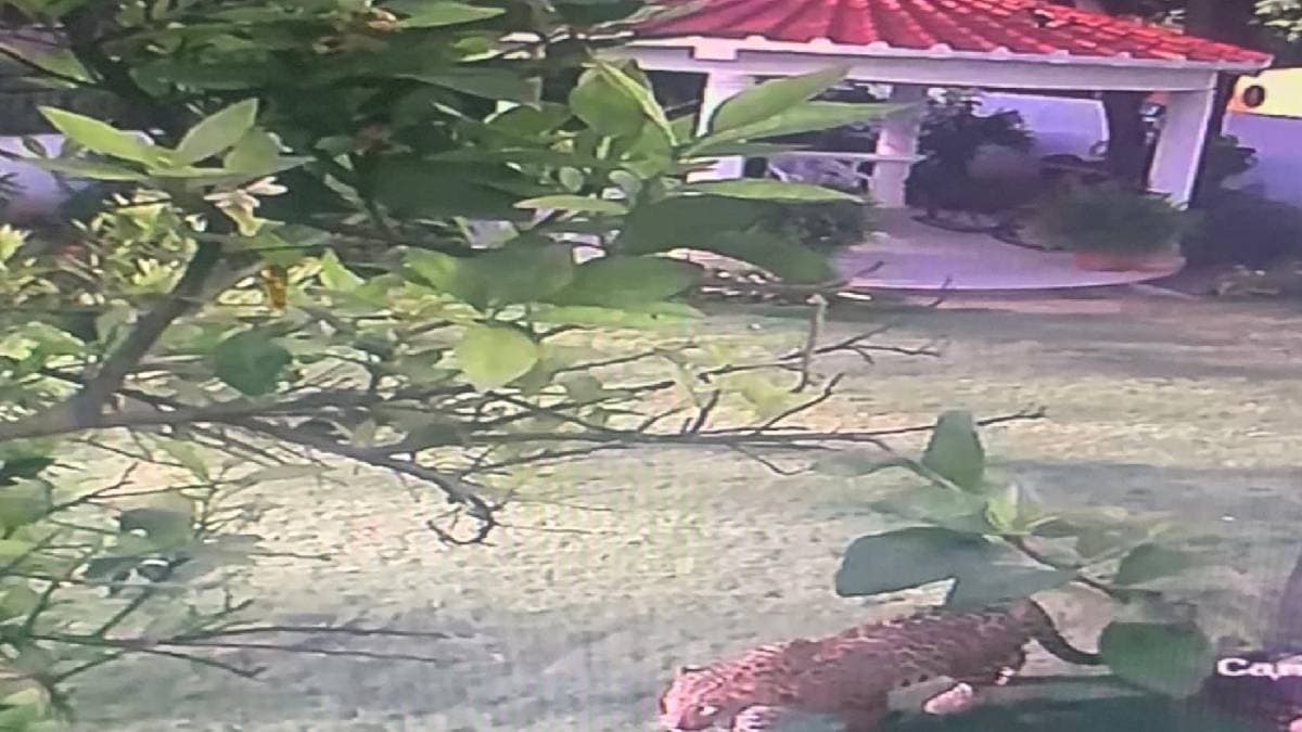 लॉकडाउन के चलते सड़कों पर दिखे जानवर