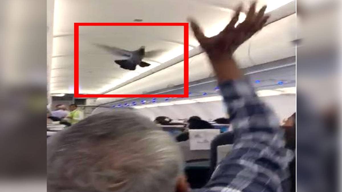 यात्री विमान में घुसे कबूतर