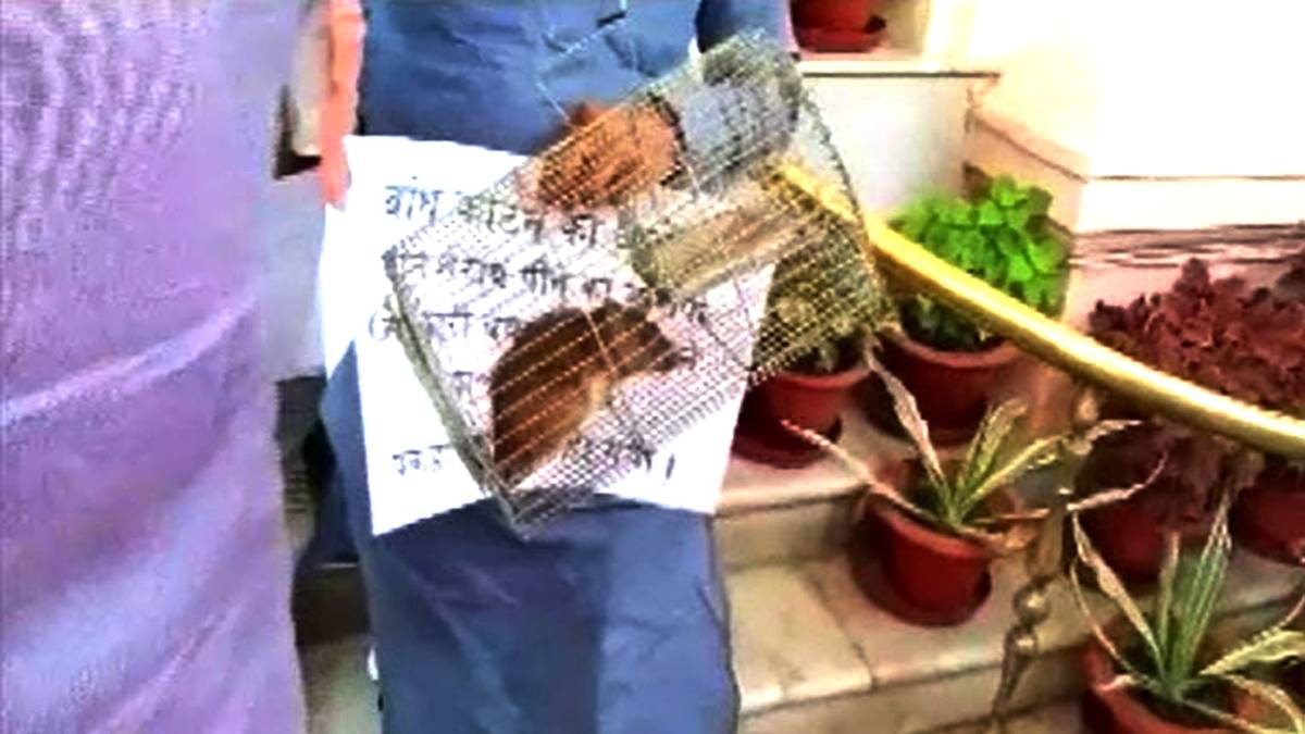 चूहेदानी में चूहा लेकर विधानमंडल पहुंचे आरजेडी विधायक (वीडियो ग्रैब)