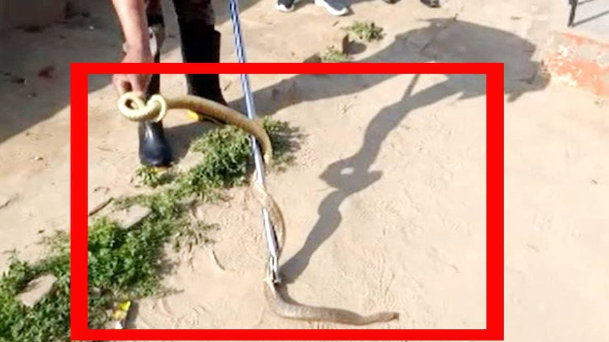 स्कूल में सांप निकलने से मचा हड़कंप