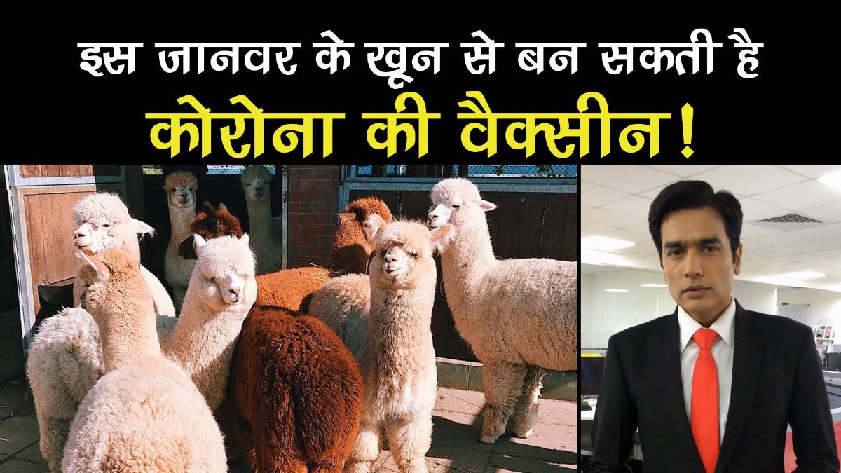 Mini-antibodies obtained from american camels llama blood could lead to drugs for covid 19