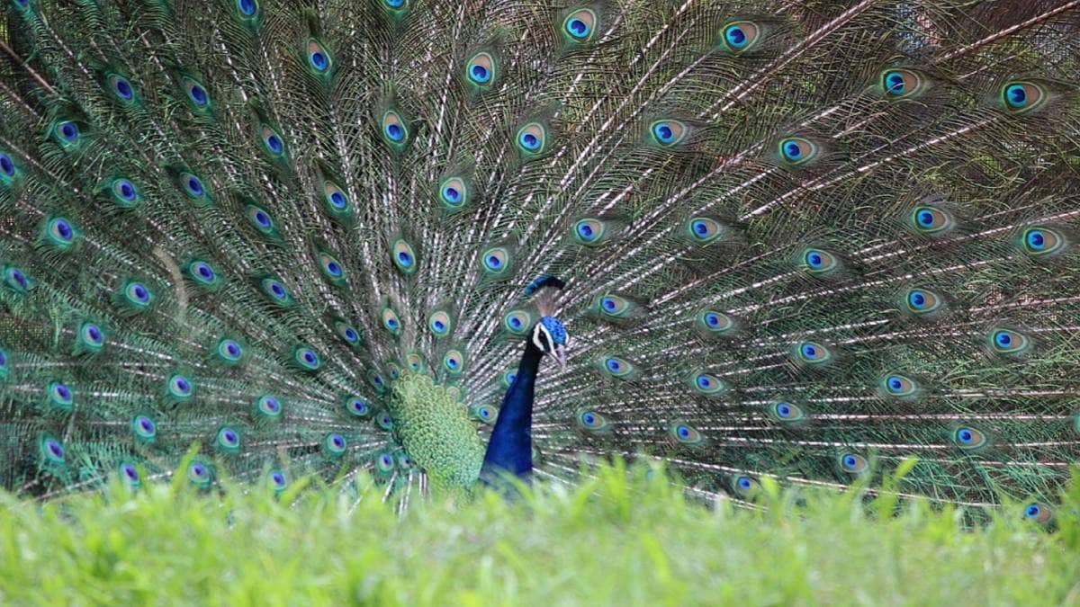 प्रतीकात्मक फोटो