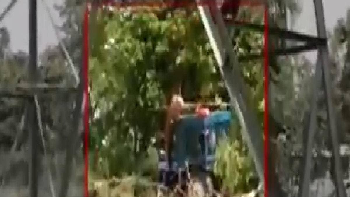 कैमरे में कैद बाघ की तस्वीरे