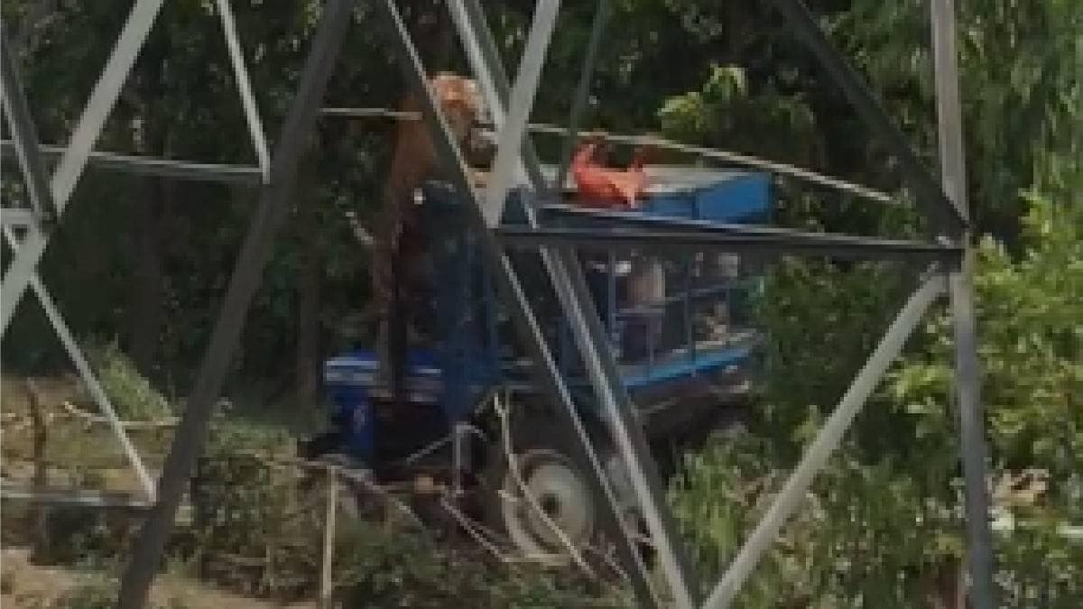 कैमरे में कैद बाघ की तस्वीरे