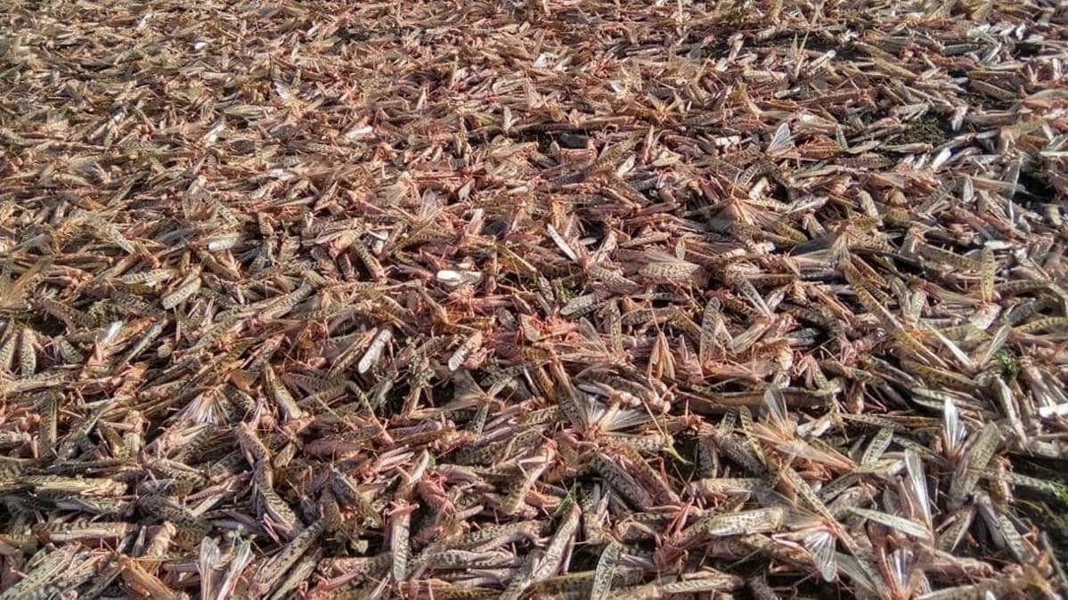 टिड्डियों का हमला