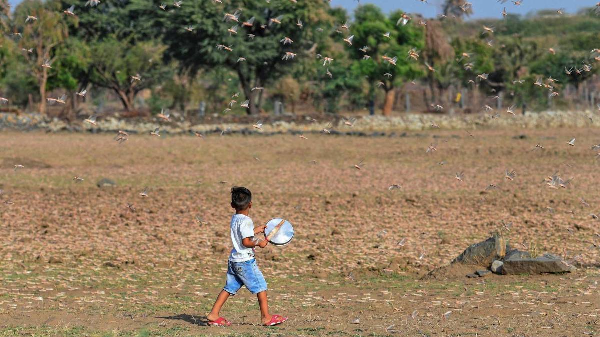 फसलों पर टिड्डियों का हमला