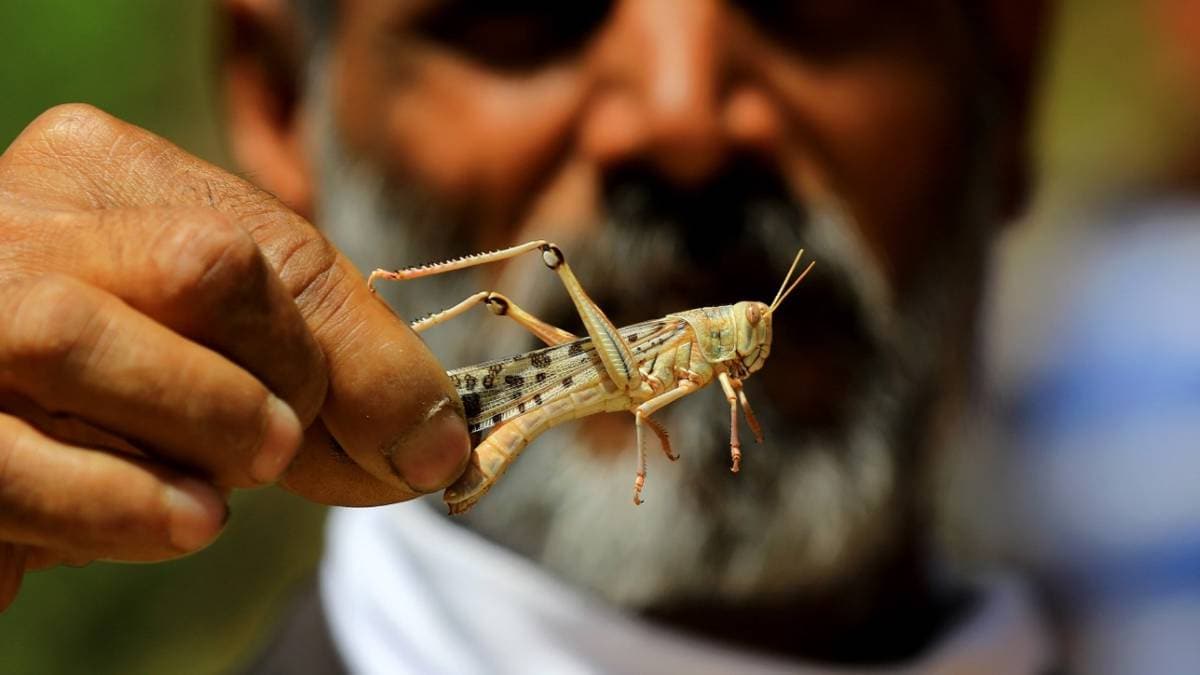 Locusts can consumes a diet of 10 elephants