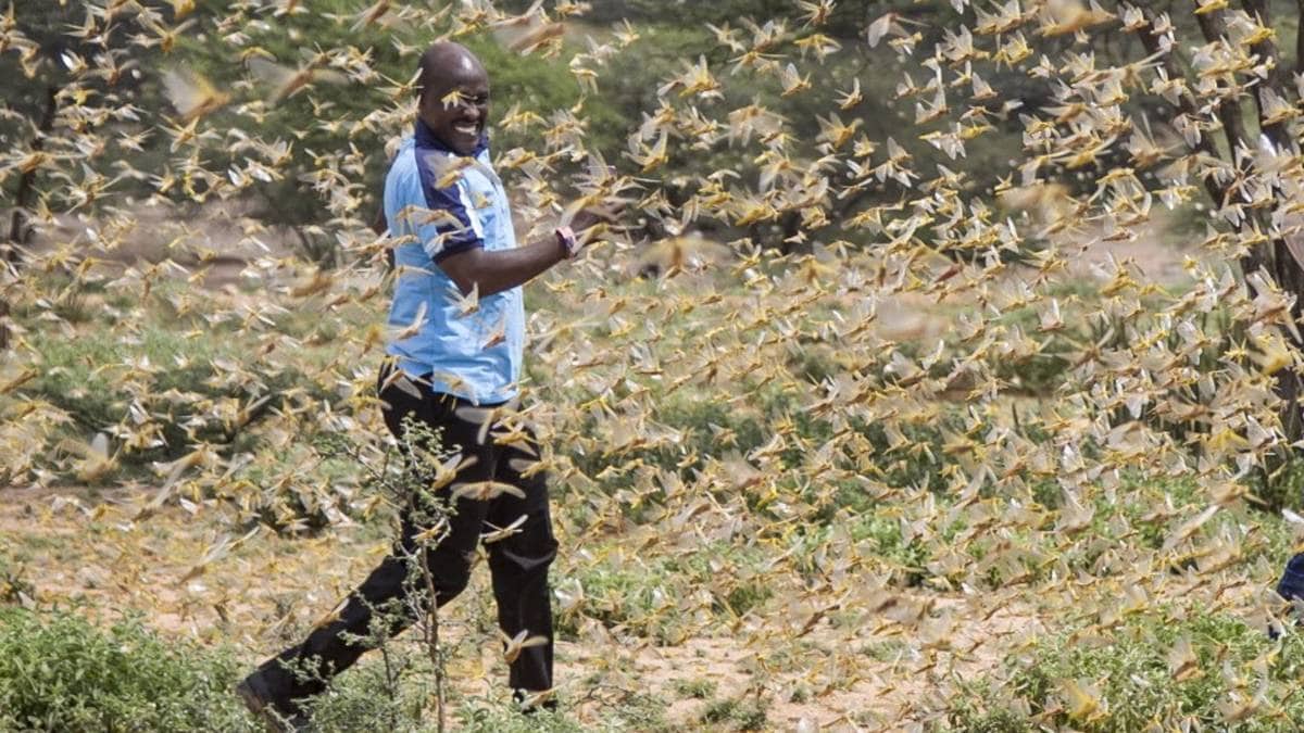 know Locust chronology how they reach India 5000 km away from East Africa