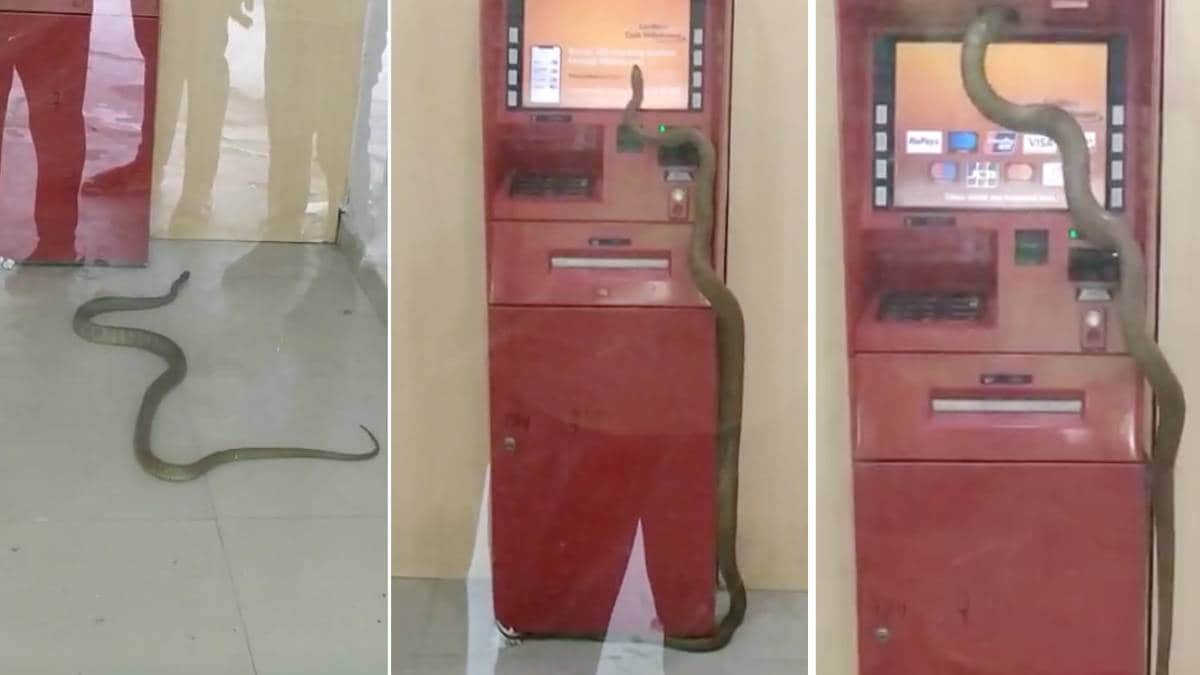 Snake inside Ghaziabad ICICI cash box of ATM machine Video goes viral
