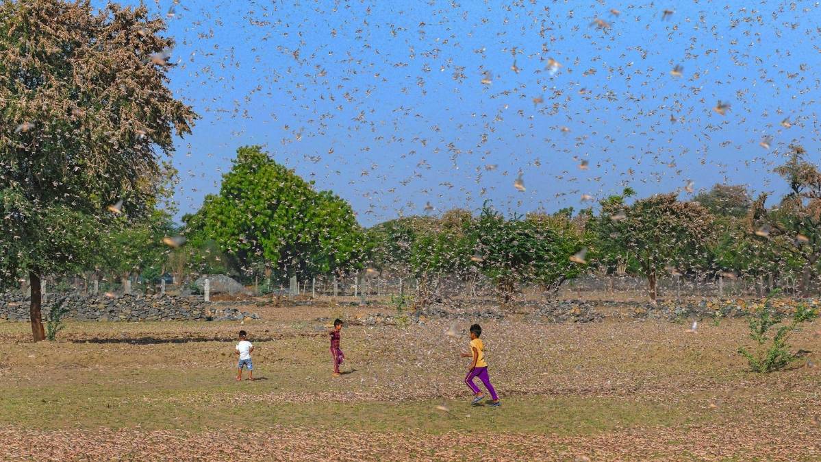 टिड्डियों के कहर से किसान परेशान हैं (File-PTI)