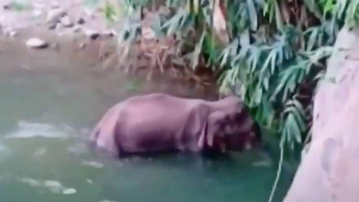 गर्भवती महिला की मौत