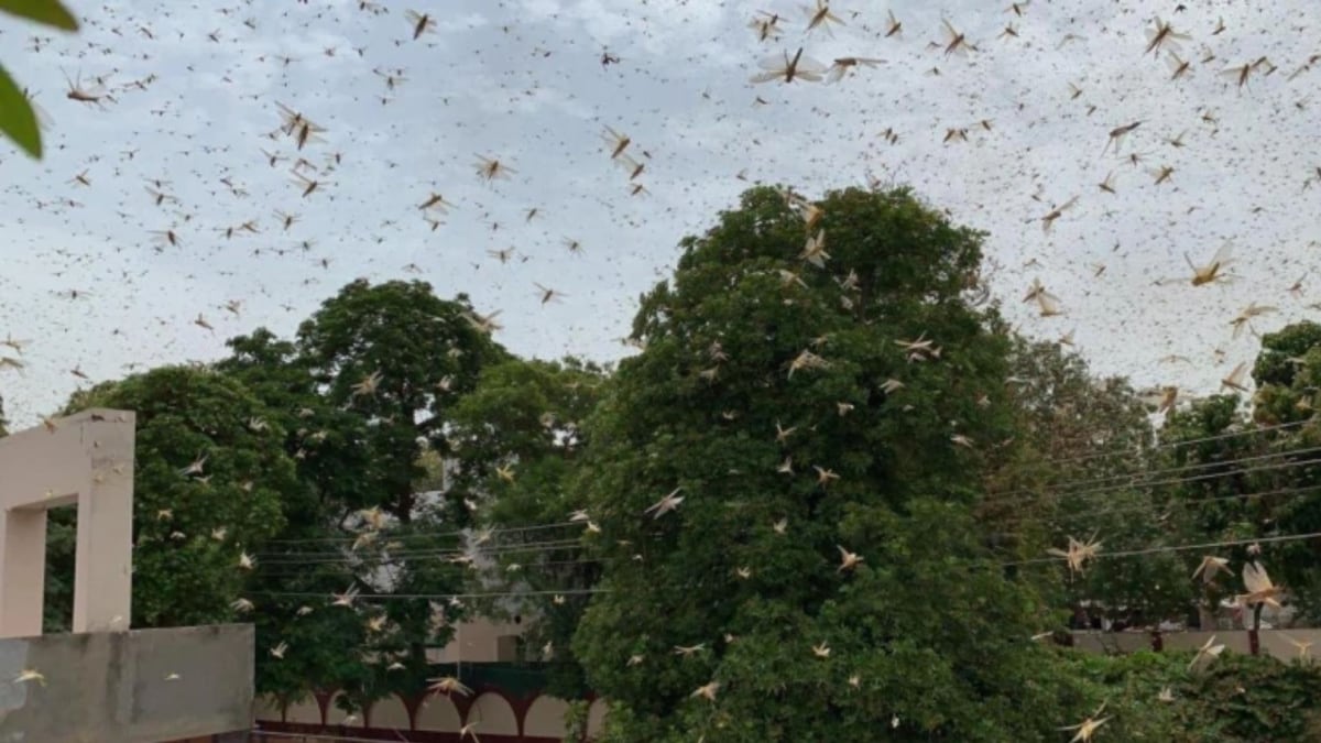 टिड्डी दल का हमला (Image sourced from Twitter: Aakash)