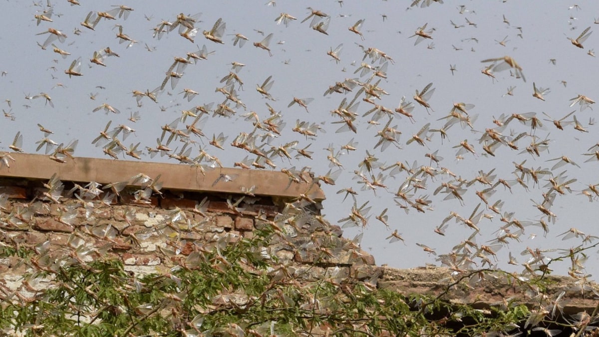 टिड्डियों की टोली का हमला (File-PTI)