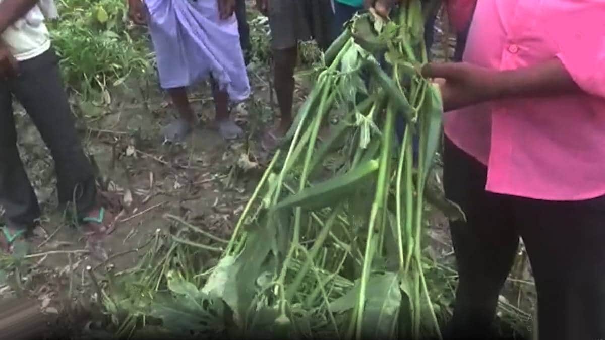 UP barabanki farmers facing problems for selling produce vegetables in market